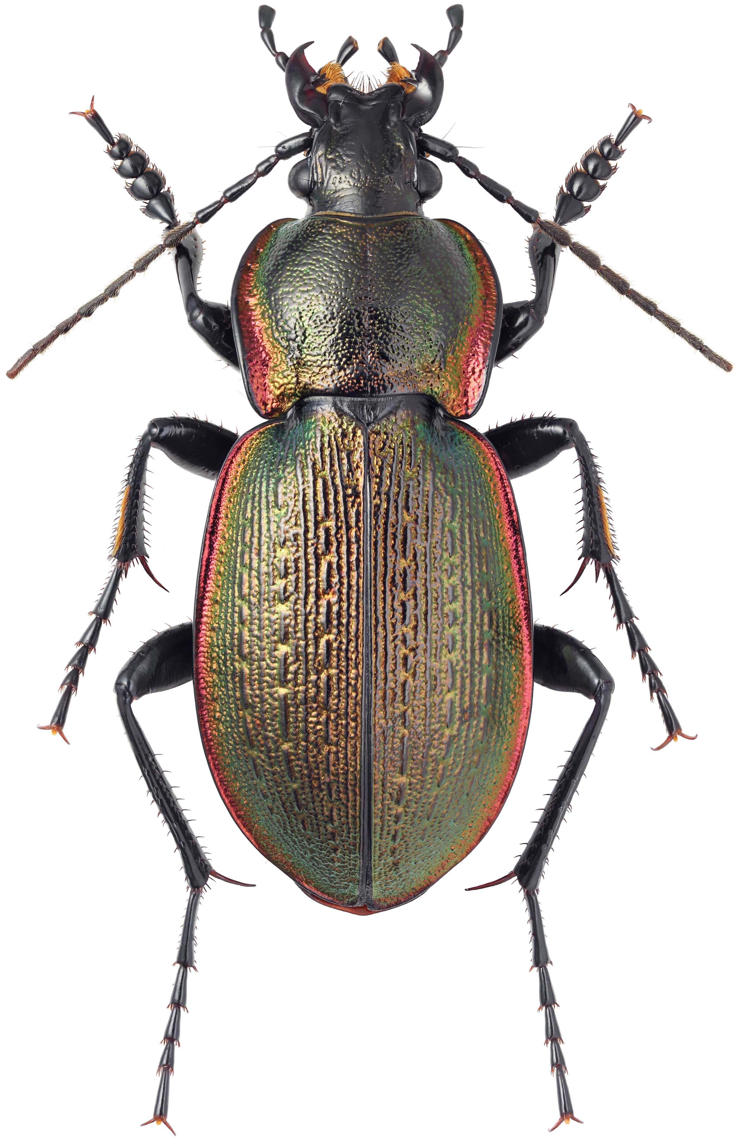 Carabus Alchetron, The Free Social Encyclopedia